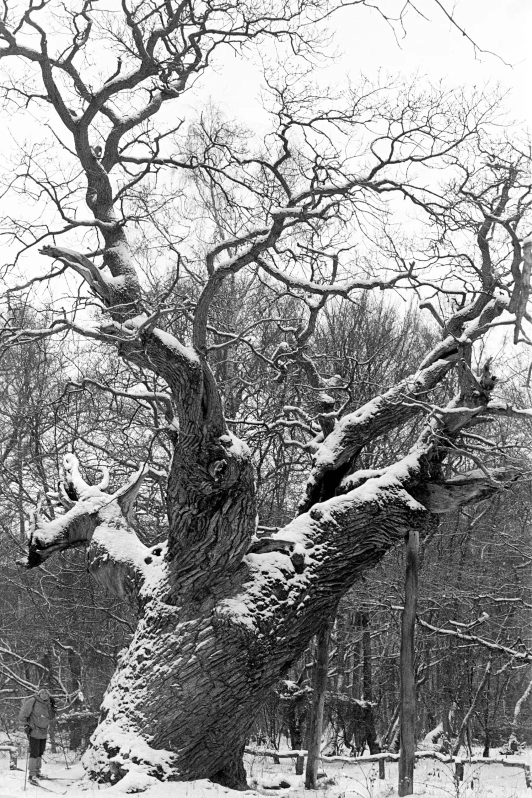 Snoegen – foto fra Wikimedia Commons