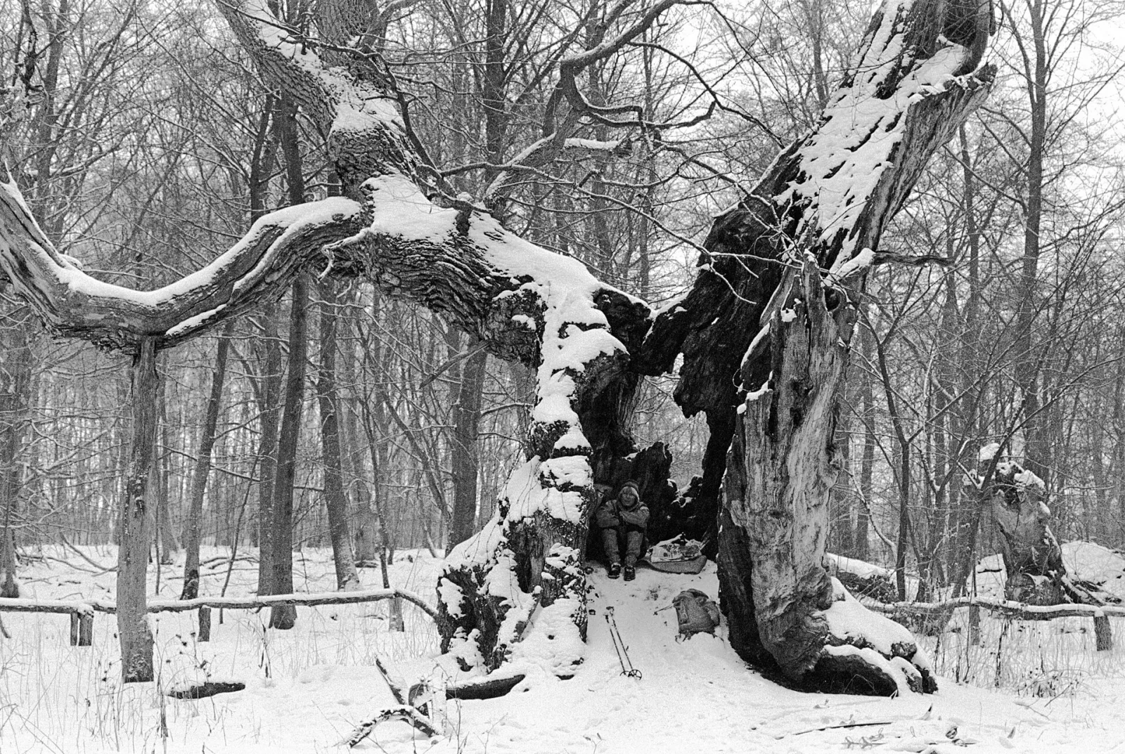 Storkeegen – foto fra Wikimedia Commons
