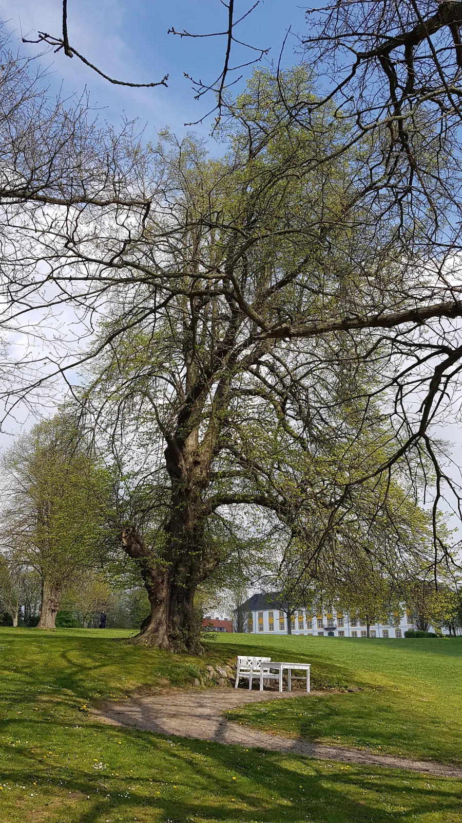 H.C. Andersens Lind – foto fra Wikimedia Commons