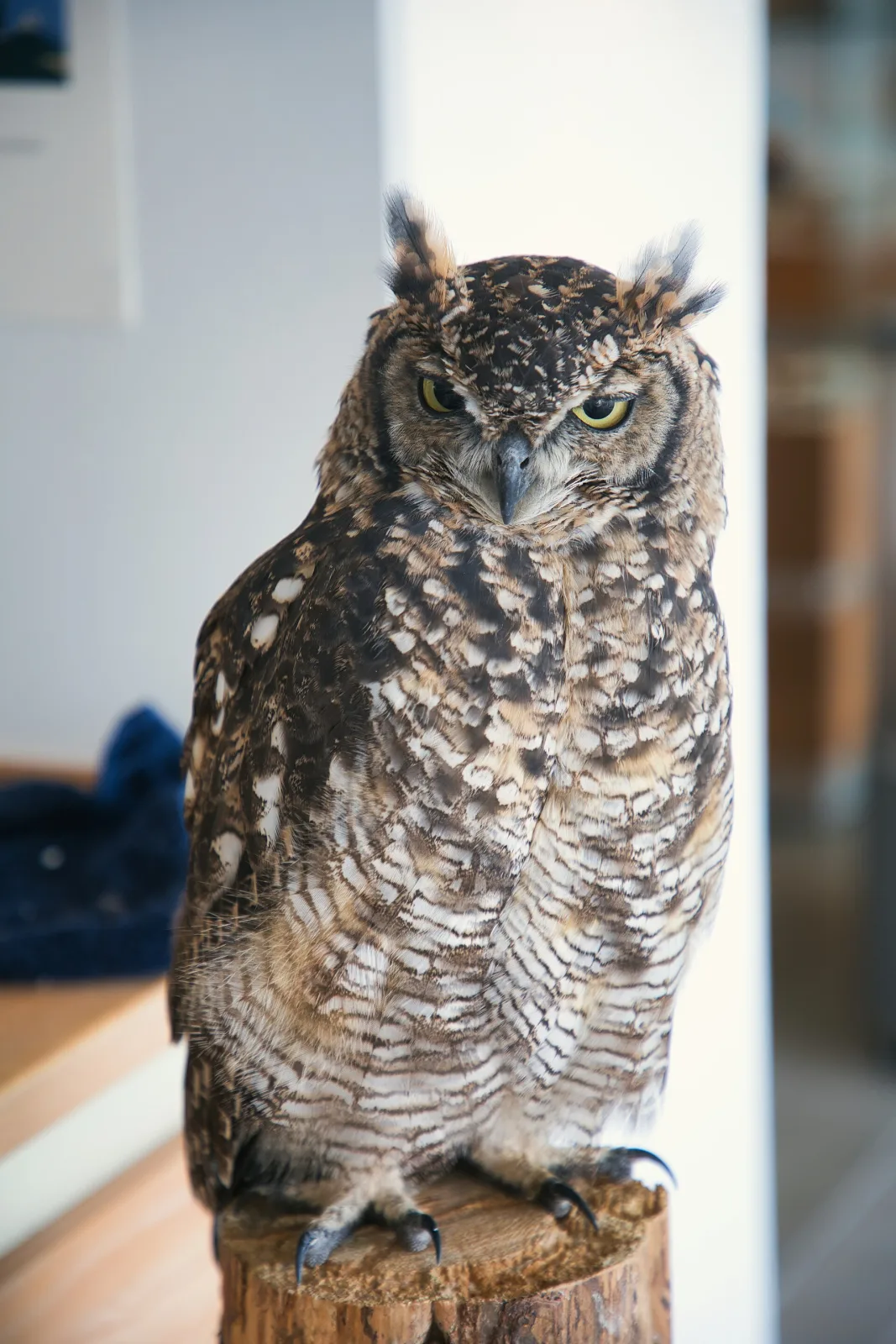 Skagen Odde Naturcenter – foto fra Wikimedia Commons
