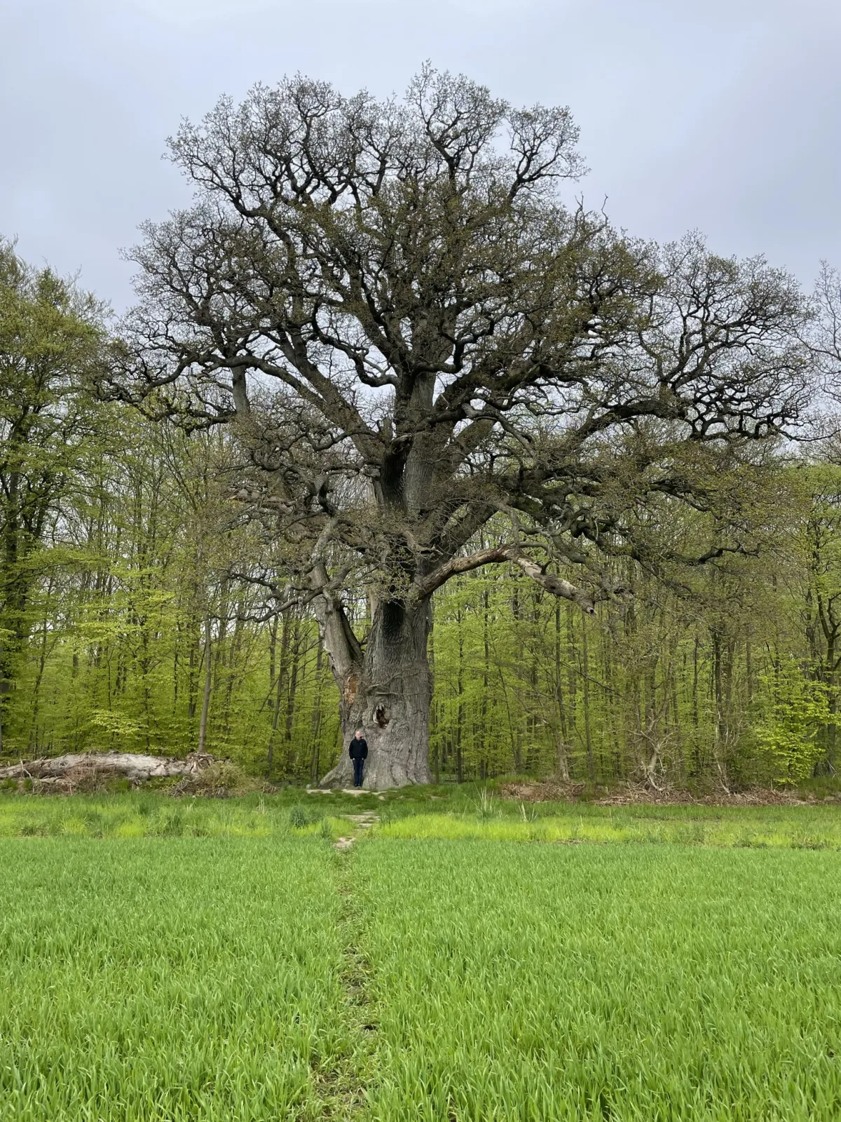 Valdemarsegen – foto af Bjørn Klinke på Wikimedia Commons (cc0)