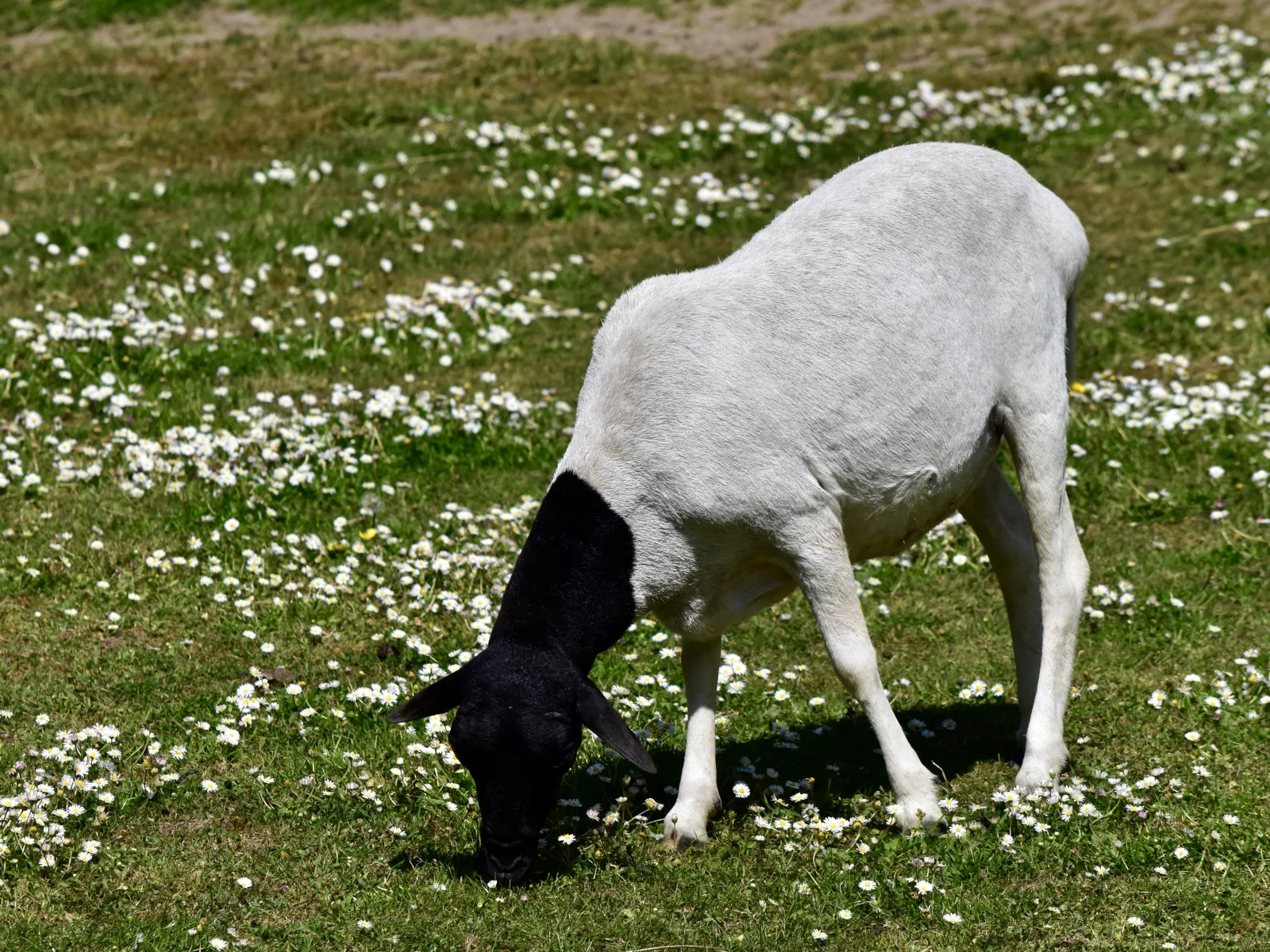 Skærup Zoo – Foto von NasserHalaweh auf Wikimedia Commons (cc-by-sa-4.0)