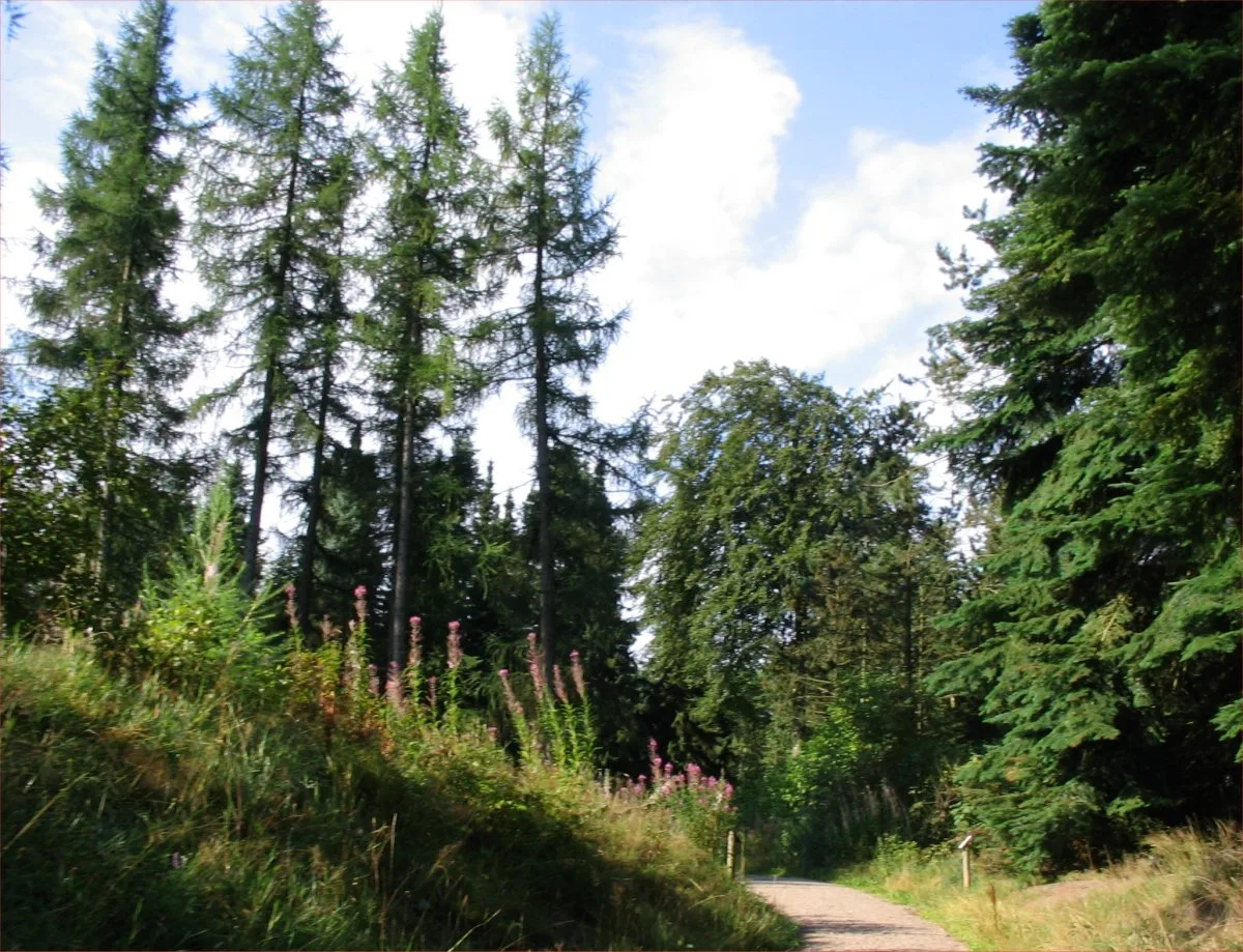 Den Jyske Skovhave – foto af Tommy Hansen på Wikimedia Commons (public domain)