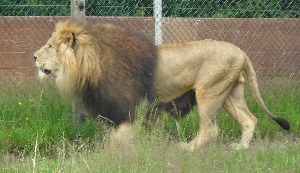 Givskud Zoo - Zootopia – foto af Helt på Wikimedia Commons (cc-by-sa-3.0)