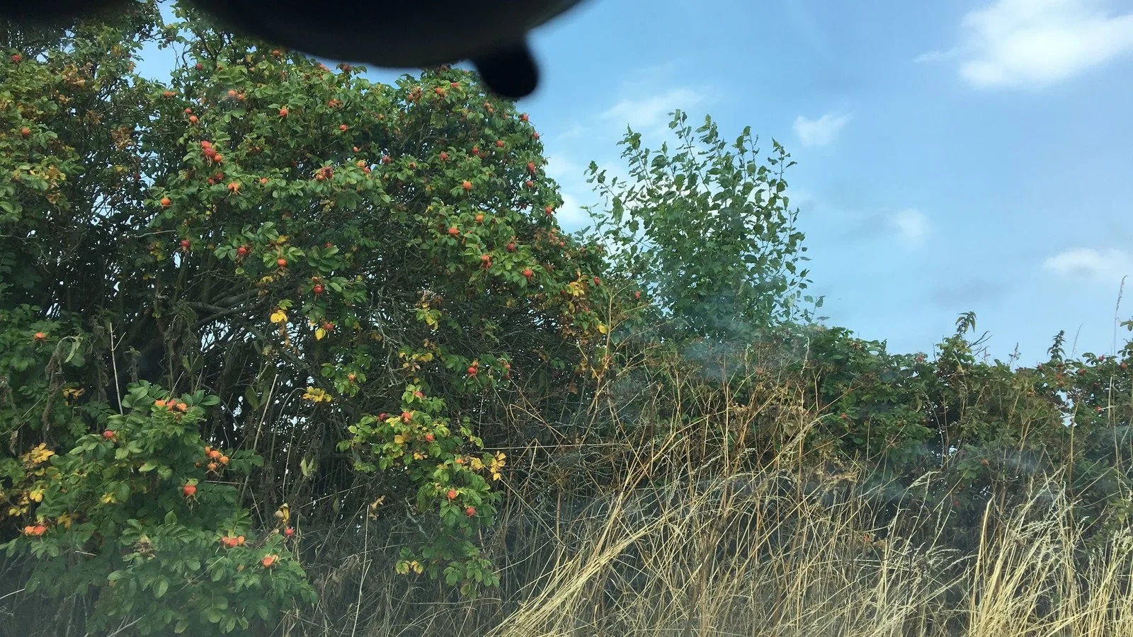 Mapillary-foto ved Badegewässer: BÅRING STRAND