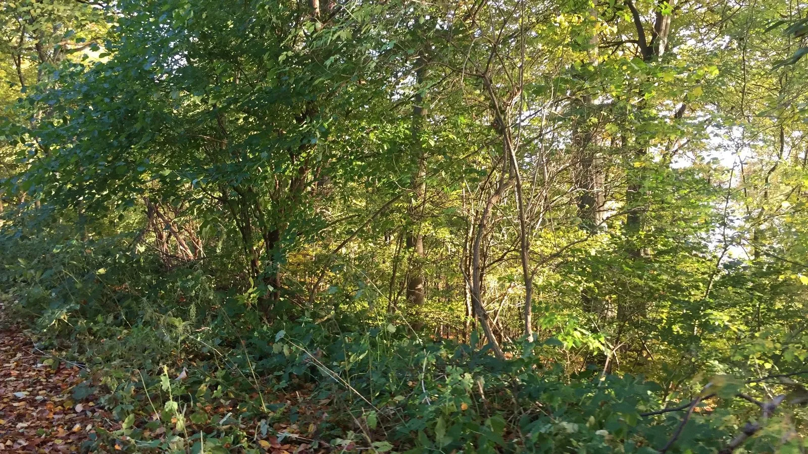 Mapillary-foto ved Badegewässer: HARALDSTED LANGESØ